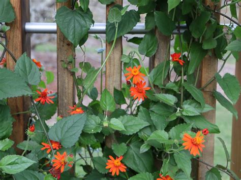 desert star vine|drought tolerant climbing vines.